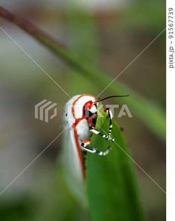 草原のシロヒトリ（蛾） 91567739