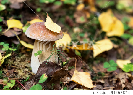 Porcini or boletus muchroom with yellow birch leaf on its top grows on ground among dry fallen leaves in forest 91567879