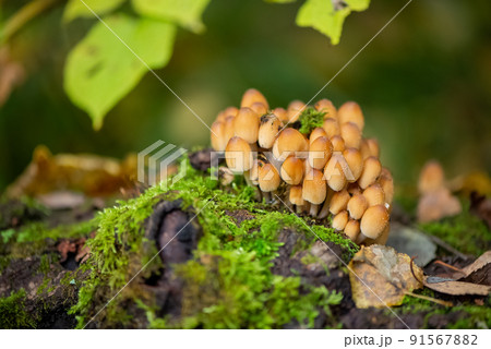bunch of inedible poisonous mushrooms grows on fallen mossy tree in  forest 91567882