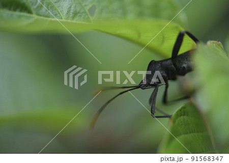 バグ 昆虫 苦悩 91568347