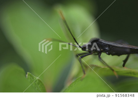 バグ 昆虫 苦悩 91568348