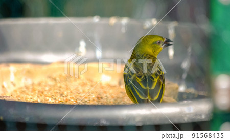 Yellow bird eating seeds from the bowl on a sunny day. 91568435