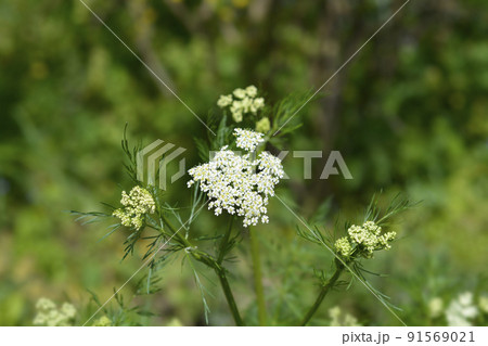 Cumin flowers 91569021