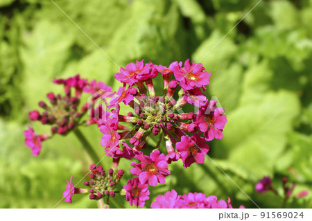 Japanese Primrose Millers Crimson Japanese Primrose Millers Crimson 91569024