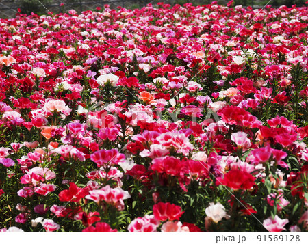 カラフルなゴデチアの花 カラフルなゴデチアの花 91569128