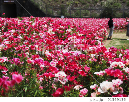 カラフルなゴデチアの花 91569136