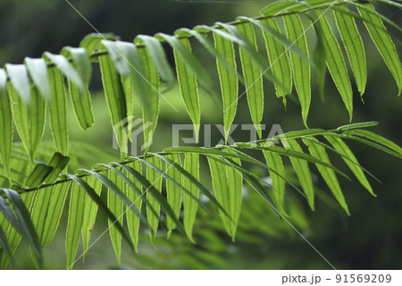 背景 バックグラウンド バックグランド 91569209