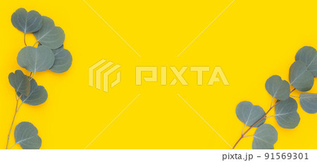 Frame made of eucalyptus leaves on yellow background. 91569301