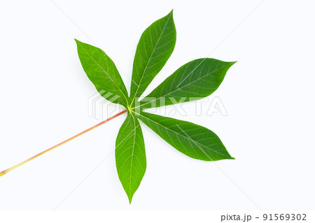Cassava leaves on white background. 91569302