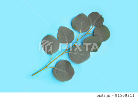 Green leaves of eucalyptus on blue background. Green leaves of eucalyptus on blue background. 91569311