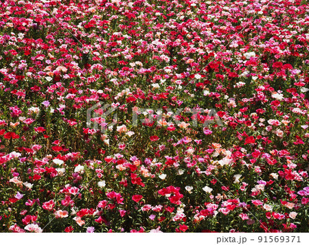 カラフルなゴデチアの花 カラフルなゴデチアの花 91569371