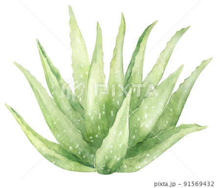 Watercolor hand drawn aloe vera 91569432