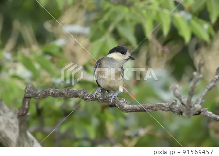 ヤマガラの幼鳥 91569457