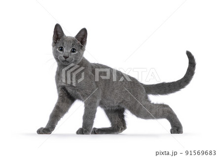 Russian Blue cat on white background 91569683