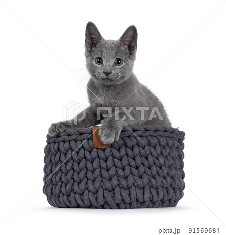Russian Blue cat on white background Russian Blue cat on white background 91569684