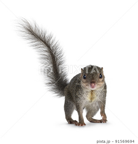 Tupaia Belangeri on white background 91569694