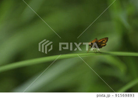 腹部 胴 腹 91569893