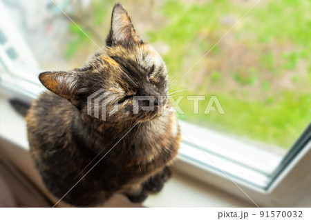Cute tortoiseshell cat siting on windowsill near window and rest with closed eyes 91570032