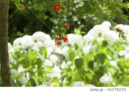 6月に咲く花たち 91570259