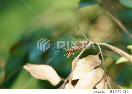 キマダラカミキリ 91570459