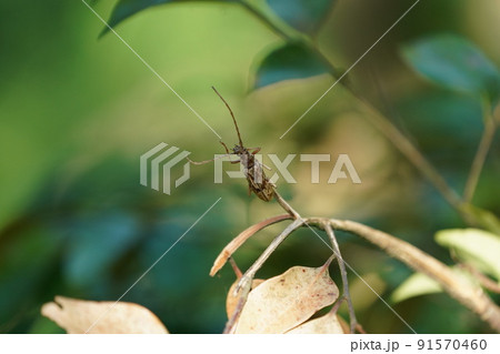 キマダラカミキリ 91570460