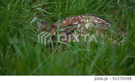 Baby red deer hiding on long grass in summer nature Baby red deer hiding on long grass in summer nature 91570488