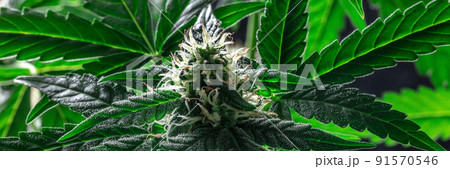 Flowering cannabis plants panorama with green leaves 91570546