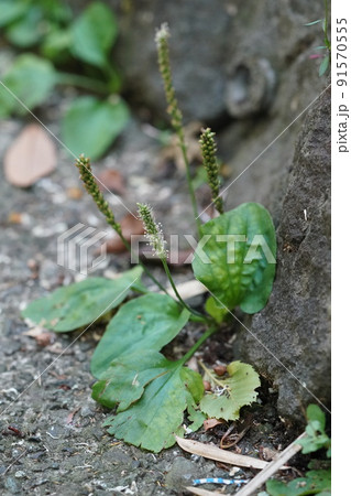 オオバコの穂と花 91570555
