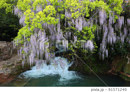 一貫野の藤 91571240