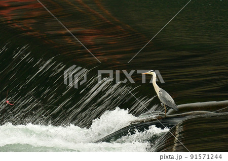 急流にたたずむアオサギ 急流にたたずむアオサギ 91571244