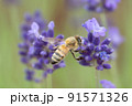 ラベンダーの花粉を集めるミツバチ 91571326
