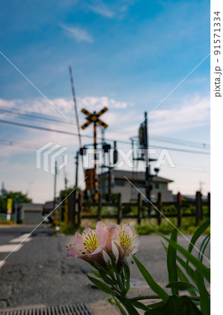 踏切の前に咲く野草の花 踏切の前に咲く野草の花 91571334