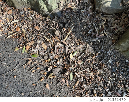どんぐりの落ちている秋の道 どんぐりの落ちている秋の道 91571470