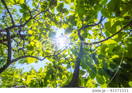 日本の植物風景　太陽光とハクモクレンの新緑。エコロジー、高潔な心、自然への愛などのイメージ…＝横浜 91571531