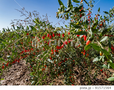Goji berry fruits and plants in sunshine garden 91571564
