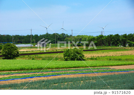 広くひろがる畑と遠くの風力発電の風車 広くひろがる畑と遠くの風力発電の風車 91571620