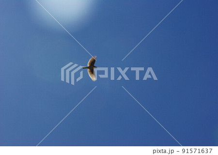 青空に高く飛ぶひばり 91571637