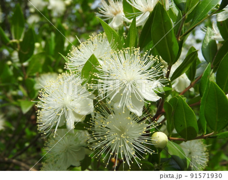 ふわっふわの雄しべが目立つ「ギンバイカ」の花 91571930