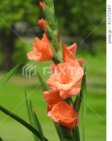 グラジオラス 91572567