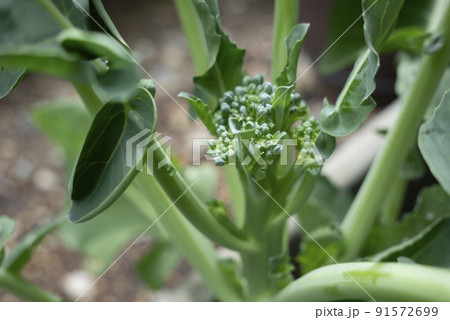茎ブロッコリーの頂花蕾がついた写真 茎ブロッコリーの頂花蕾がついた写真 91572699