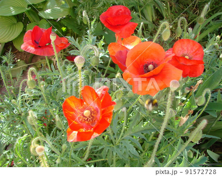 Beautiful field red poppies with selective focus. soft light. Natural drugs. Glade of red poppies. Lonely poppy. 91572728