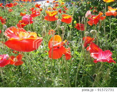Beautiful field red poppies with selective focus. soft light. Natural drugs. Glade of red poppies. Lonely poppy. 91572731