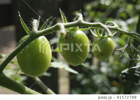 トマトの実の害虫に食害され汚れた写真 91572799