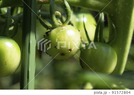 トマトの実の害虫に食害され穴をあけられ汚れた写真 トマトの実の害虫に食害され穴をあけられ汚れた写真 91572804
