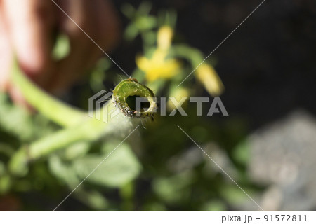 トマトの茎の虫食い被害による穴の断面の写真 91572811