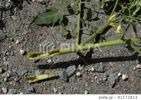 トマトの虫に穴をあけられた茎を切り開いた写真 トマトの虫に穴をあけられた茎を切り開いた写真 91572813