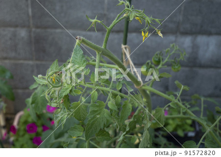トマトの茎を食害され折れた先の花の辺りでまた茎を食べている虫がついている写真 トマトの茎を食害され折れた先の花の辺りでまた茎を食べている虫がついている写真 91572820