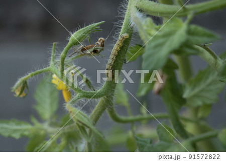 トマトの茎を食べている虫 トマトの茎を食べている虫 91572822