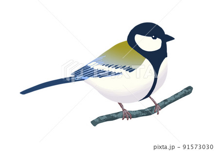 身近な野鳥_シジュウカラ 91573030
