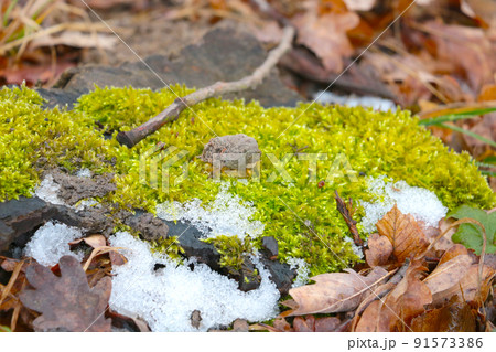 On the green moss lies the first snow in the forest. 91573386